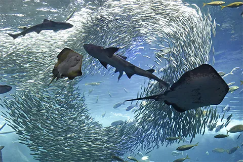 新江ノ島水族館